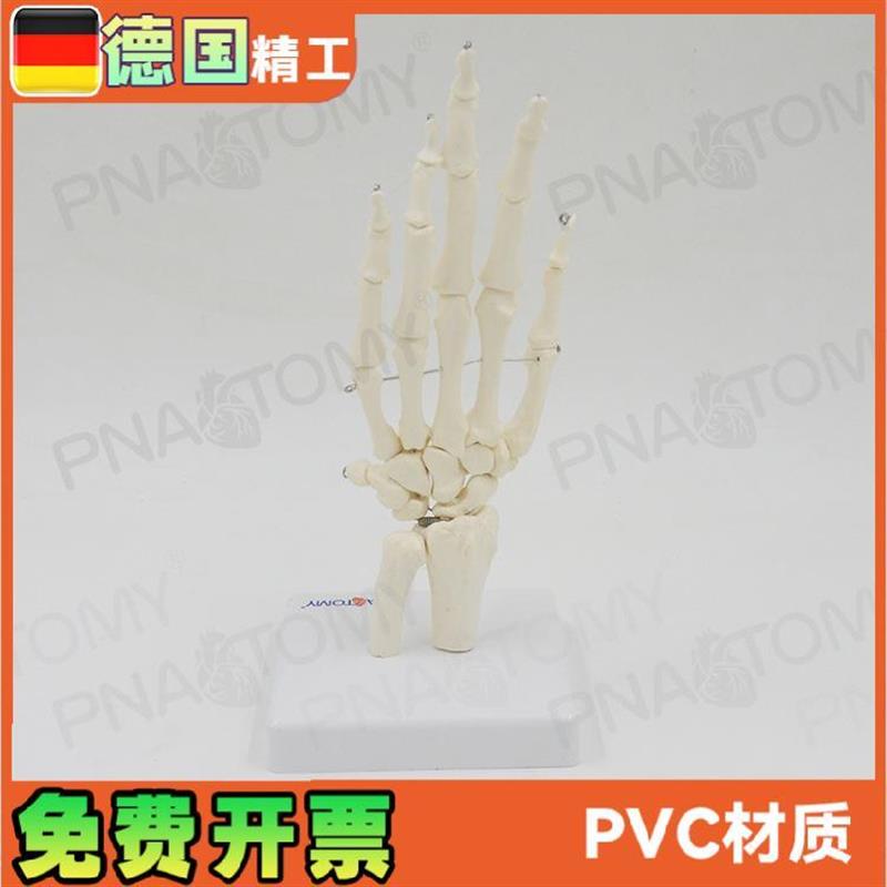 人体手关节模型手骨尺骨桡骨手骨骼手心手掌部骨骼结构手指头活动