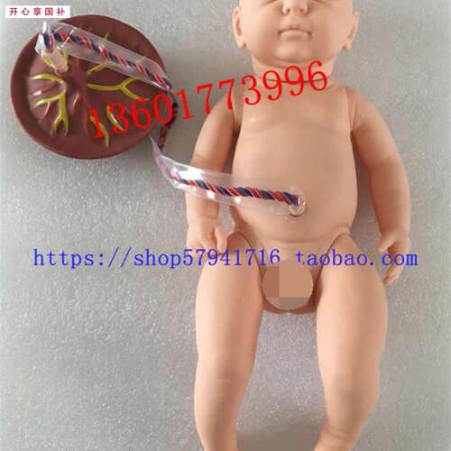 新生儿脐带护理模型出生儿脐D带结扎护理新生儿附脐带模型