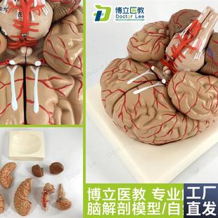 人体脑解a剖模型脑模型脑干模型脑结构模型仿真大脑模型医用教学
