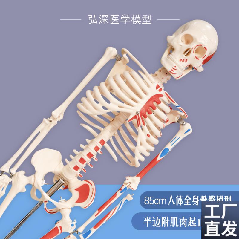 人体骨骼模型85cm全身骨架骷髅骨头半边肌肉着色骨科康.复医学教
