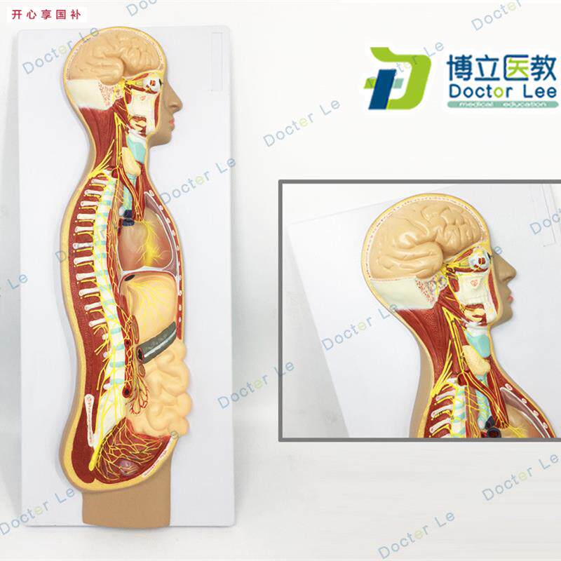 人体自主神经系统d浮雕模型人体医学交感神经系统模型神经解剖