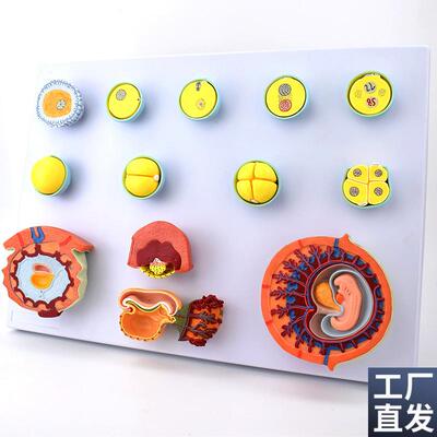 胚胎发育过程模型受精卵生殖妊娠精F子卵巢结构足月胎儿受孕腹腔