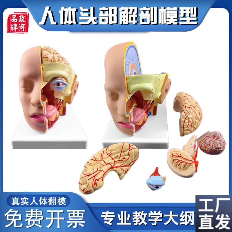 政河人体头部结构解剖模型大脑y神经血管脑干构造医院脑科学校教