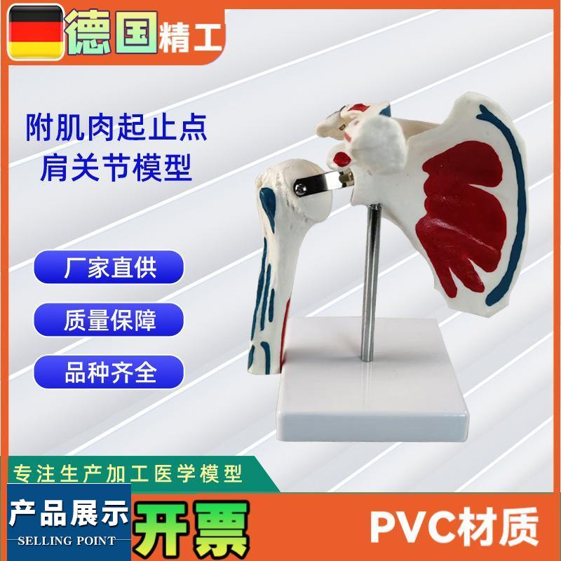 附肌肉起止点肩关节模型实力工厂直营源头教学学习