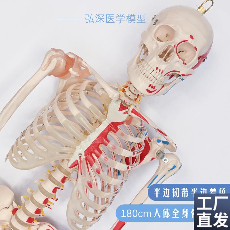 180人体全身骨骼模型大骨架x骷髅韧带肌肉起止点着色医学教学模具