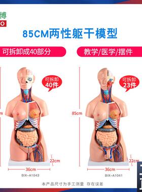 85CM两性躯干解刨模型可拆卸40件男女性躯y干及内脏器官拆卸模型