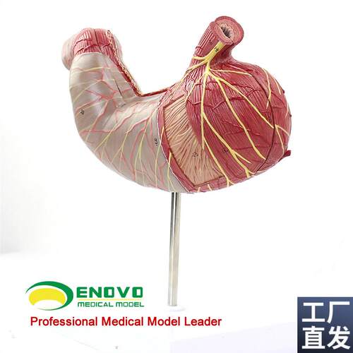 ENOVO颐诺h人体胃解剖模型人体消化解剖系统医学器官消化内科模型