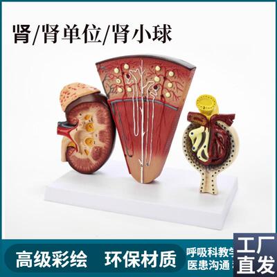 人体模型医院学校k教学演示教具肾小球内脏器官解剖肾剖面单位结