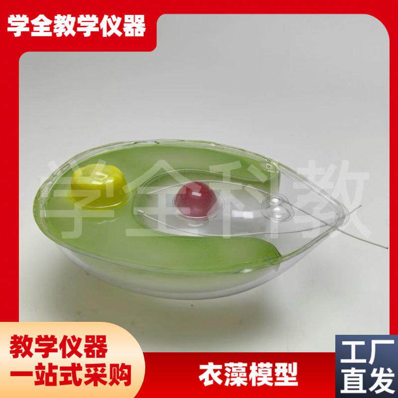 衣藻模型单细胞绿色植物生t物课教学仪器初高中实验室装备仿真透