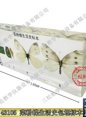 菜粉蝶生活史包j埋昆虫标本动植物学生生物教学教具人工琥珀