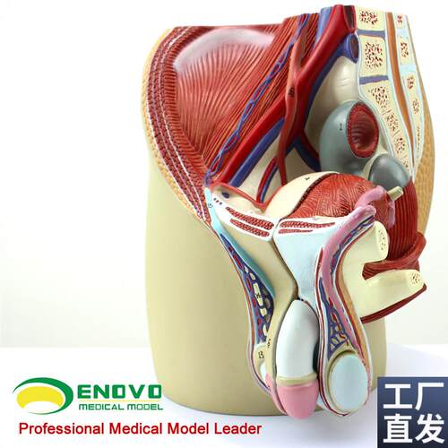 ENOVO颐诺男性生殖泌尿系统模型男科盆腔解剖结构V前列腺男性生殖