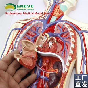 ENOVO颐诺人体血液循r环系统模型体循环肺循环双循环心血管介入心