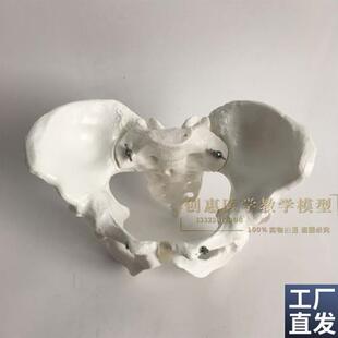 包邮1比1女性j骨盆模型髂骨坐骨耻骨演示模型盆骨医用骨骼模型