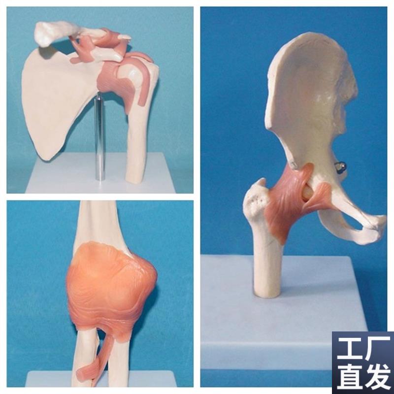 包邮韧带脚手肩髋肘膝关节人体A关节6件套骷髅骨骼骨架医用教学