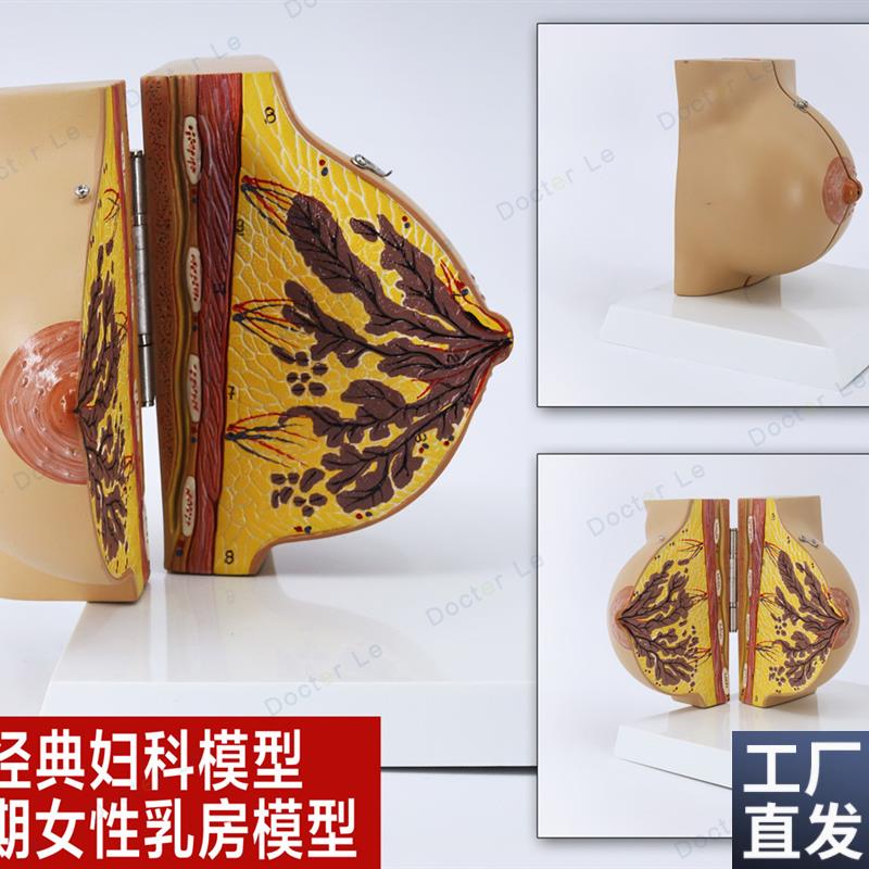 未孕女性静止期女性乳房模型乳房解剖丰胸N乳房美容妇科示范模型