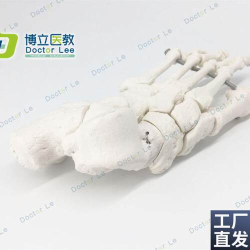 脚骨模型人体脚关节模型足部脚部骨骼构造踝关节结U构腓骨趾骨教