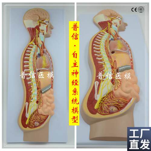 自主神经系统模型m全身交感神经器官眼肠解剖医学教学展示