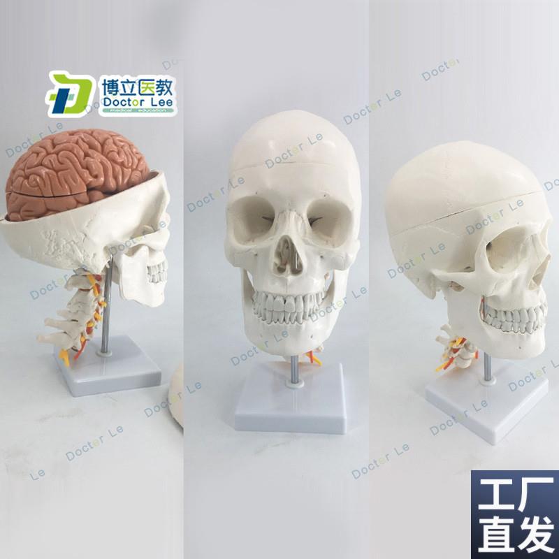 人体头骨模型自然大头骨带颈椎附脑模型头颅脑动W脉模型有支架