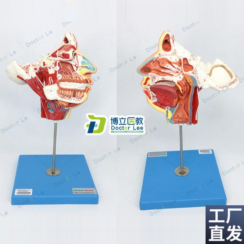 局部解剖模型头面部血q管神经模型脑模型解剖模型颈部肌肉解剖