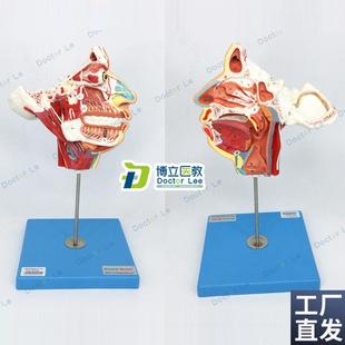 局部解剖模型头面部血q管神经模型脑模型解剖模型颈部肌肉解剖