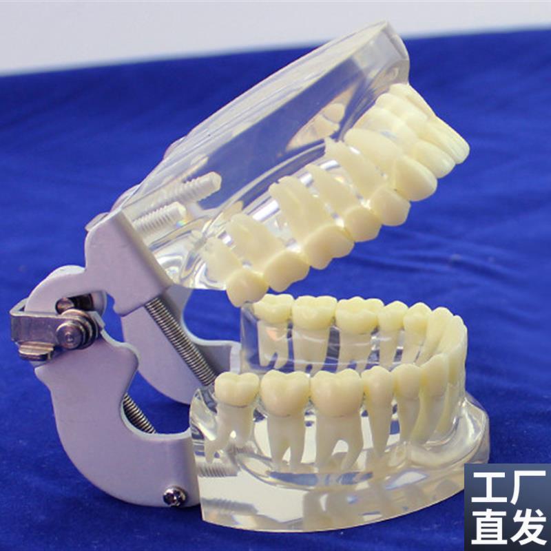 ENOVO颐诺成人标准口腔模型标准标准牙齿O模型配咬合架口腔科牙