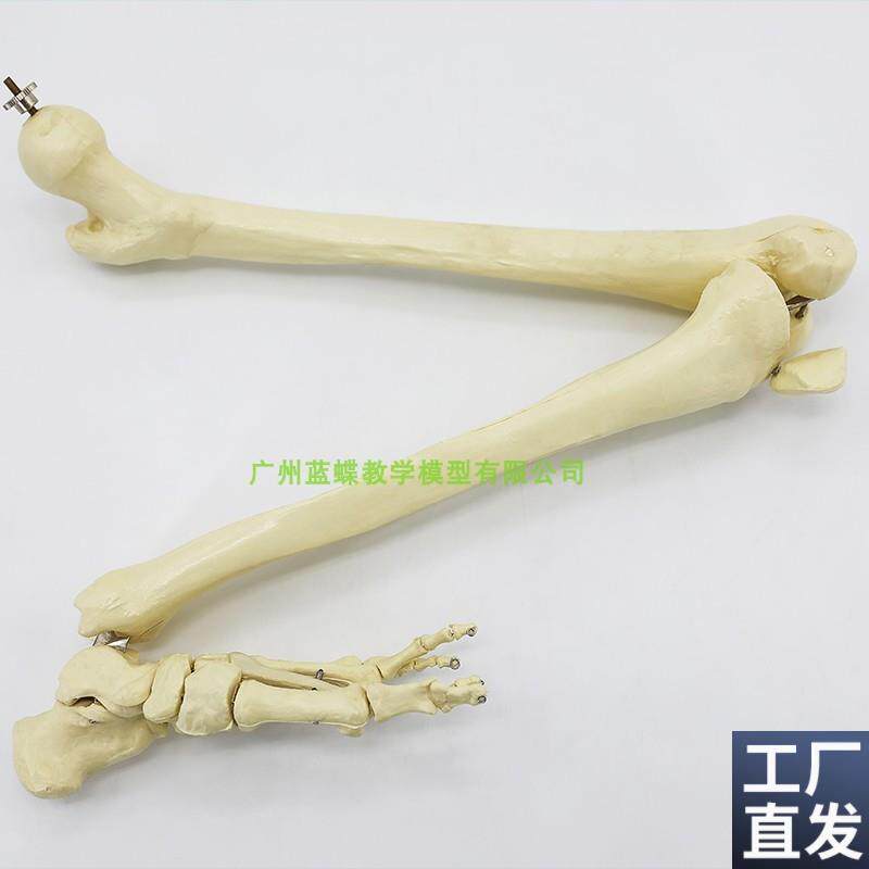 仿真人体下肢骨骨骼模型脚关节膝关节尺骨桡Q骨大腿骨手臂骨头