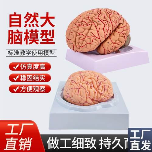 人体大脑解剖模型人体器官结y构教学模型可拆装8部件医用摆件讲解