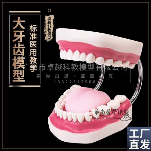 口腔模型牙齿模型幼儿园教具儿童刷牙J玩具牙齿牙科模型假牙模型