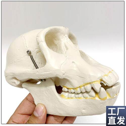 人类头骨a区分古猿人模型古代北京人骨髅头影视科普道具摆件玩具