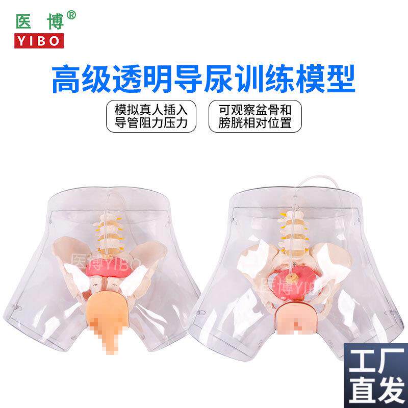 医博BIXc-H4D高级透明女性导尿模型导尿插管训练假人女性护理训练