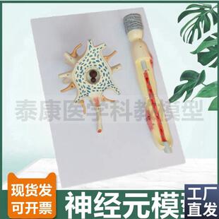 神经细胞模型神经元突触u反射弧模型脊髓神经根中枢脑功能
