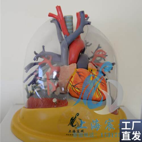 心脏模型大血管透明肺气管支气管树连心脏N模型透明肺段支气管