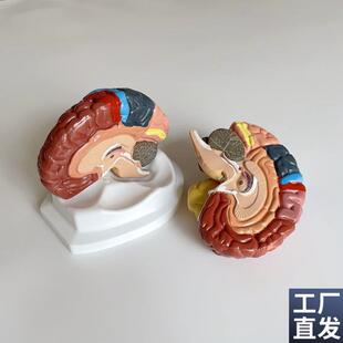 康泰医学模型大脑皮层功能区脑干垂体神经感觉躯体Y运动言语中枢