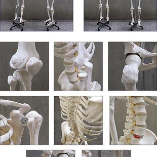 头骨模型颈椎模g型170cm人体大骨骼模型骷髅骨架标本脊椎模型包邮