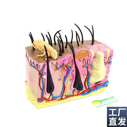 ENOVO颐诺h狗皮肤模型犬跳蚤咬伤犬皮肤宠物狗皮肤解剖模型犬皮
