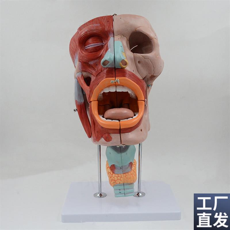 口腔咽喉面部肌肉模型会厌嗓子下颌骨甲状腺舌头医V美整形术前教