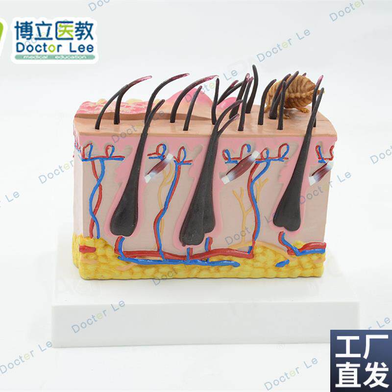 放大狗皮肤模型动物皮肤解剖犬科教I学宠物模型跳蚤畜牧模型