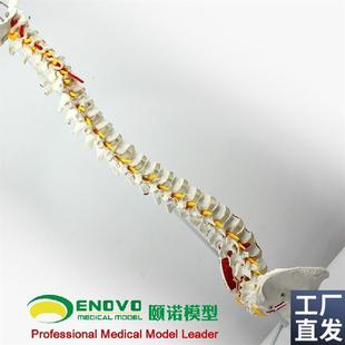颐诺正品人体脊柱模型脊椎骨盆股骨肌K肉起止点脊神经骨骼模型