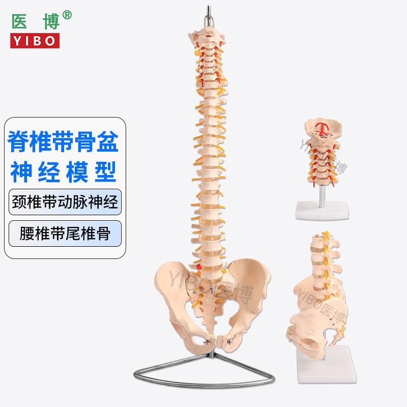 医博人体脊椎模型成人1:1腰椎颈椎带骨盆模型人体骨骼骨架模型成