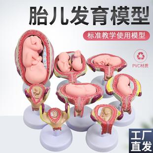 妊娠发育过程模型计划生w育计生展示模型子宫胚胎胎儿模型