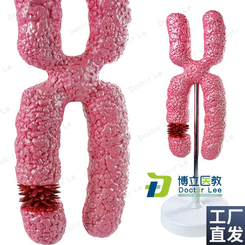 X染色体模型医学细胞器模型减数分裂中学生物教学实Y验教具模型