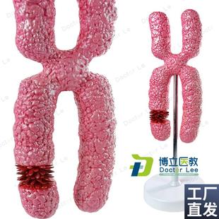 X染色体模型医学细胞器模型减数分裂中学生物教学实Y验教具模型