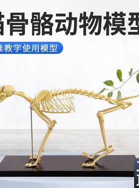 猫骨骼标本模型教学骨架骨头骨骼模型骨Q科器械宠物动物猫