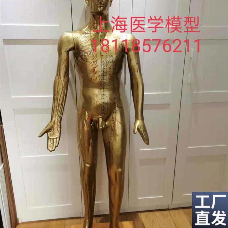 年终大促销170CM人o体针灸模型针灸铜人模型178cm中医经络穴位模