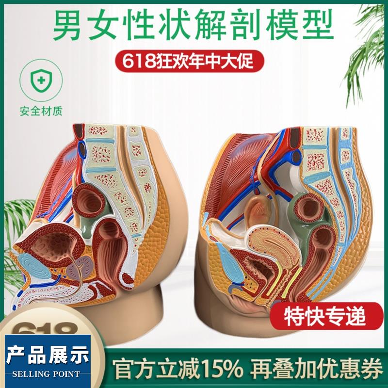 教学女盆腔模型女性泌尿生殖系统标本正中矢状切人体解剖教学模型