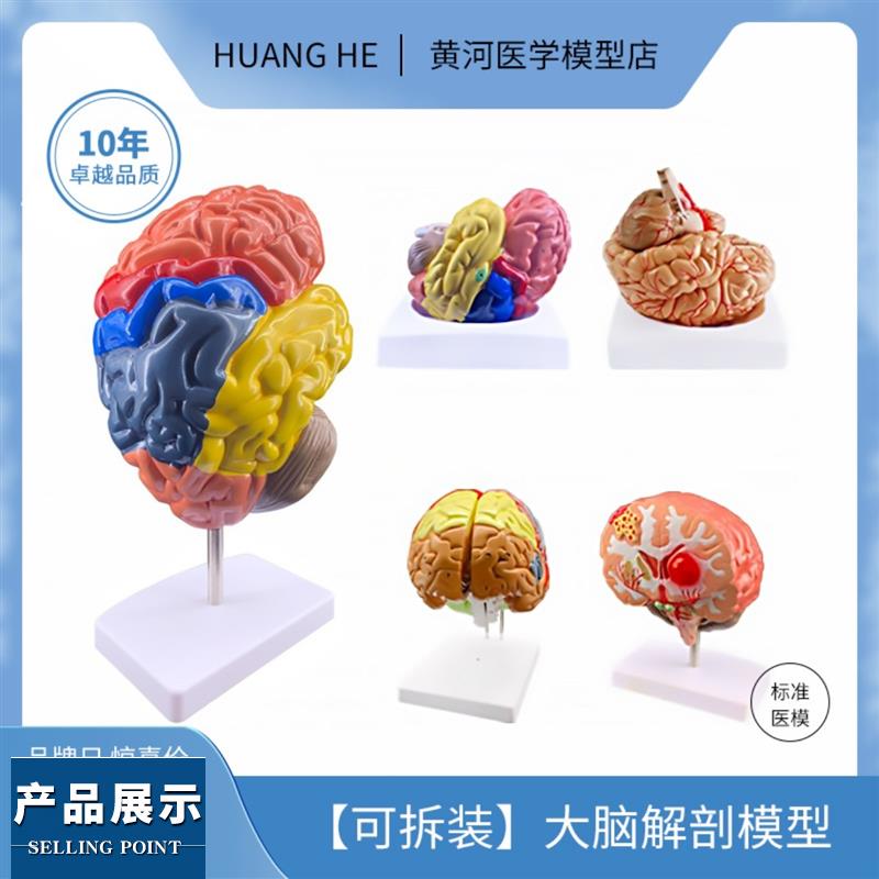 人体器官解剖模型大脑结构层次模块医院学校教学演示摆件可拆分