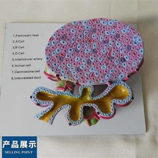 生物 教仪 教具 胰脏腺房细胞模型解剖 医学 中学 医用 模型 教学