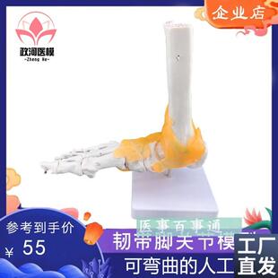 脚关节模型足关节胫骨腓骨跗骨趾骨解剖踝关.节教学模型