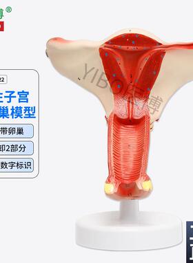 医博BIX-A3422正常n子宫模型女性子宫模型医用教具女性内外生殖器