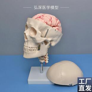 人体头颅骨模型头部骨骼颈椎颈动脉大脑解剖可拆活动医Z学教学模
